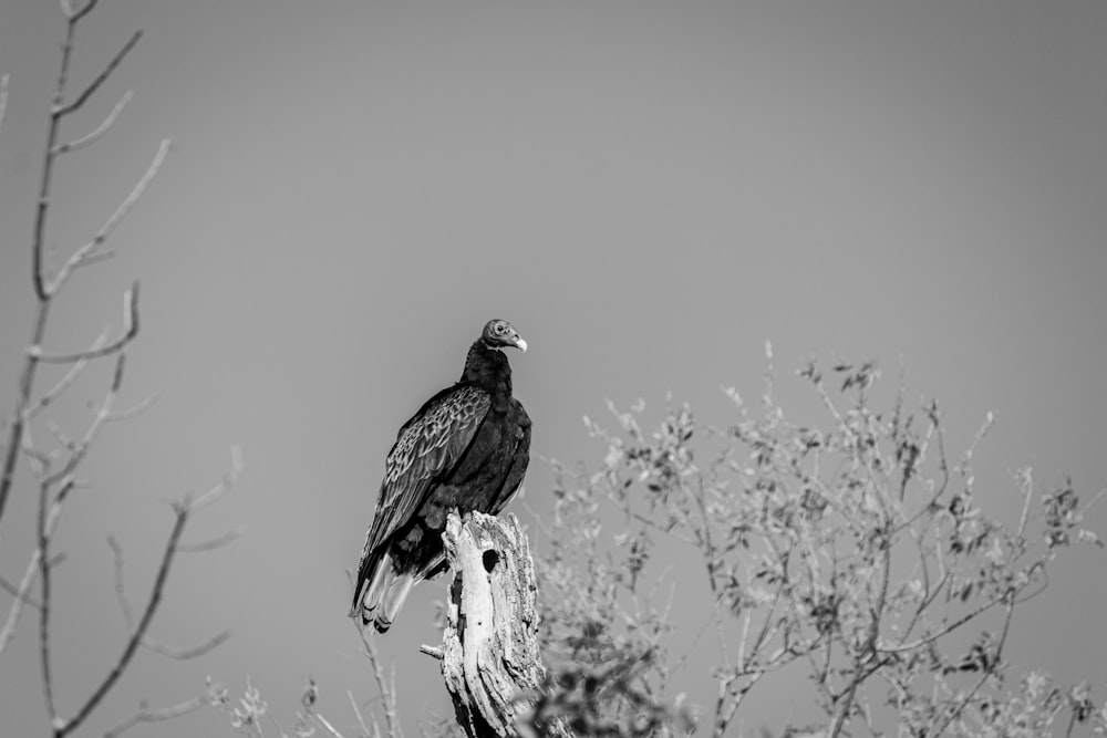 bird on bare tree