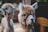 Two alpacas are captured in a rustic setting with soft-focus in the background. The alpaca in the foreground has a fluffy, light brown coat with a maroon halter and appears to be chewing on some hay.