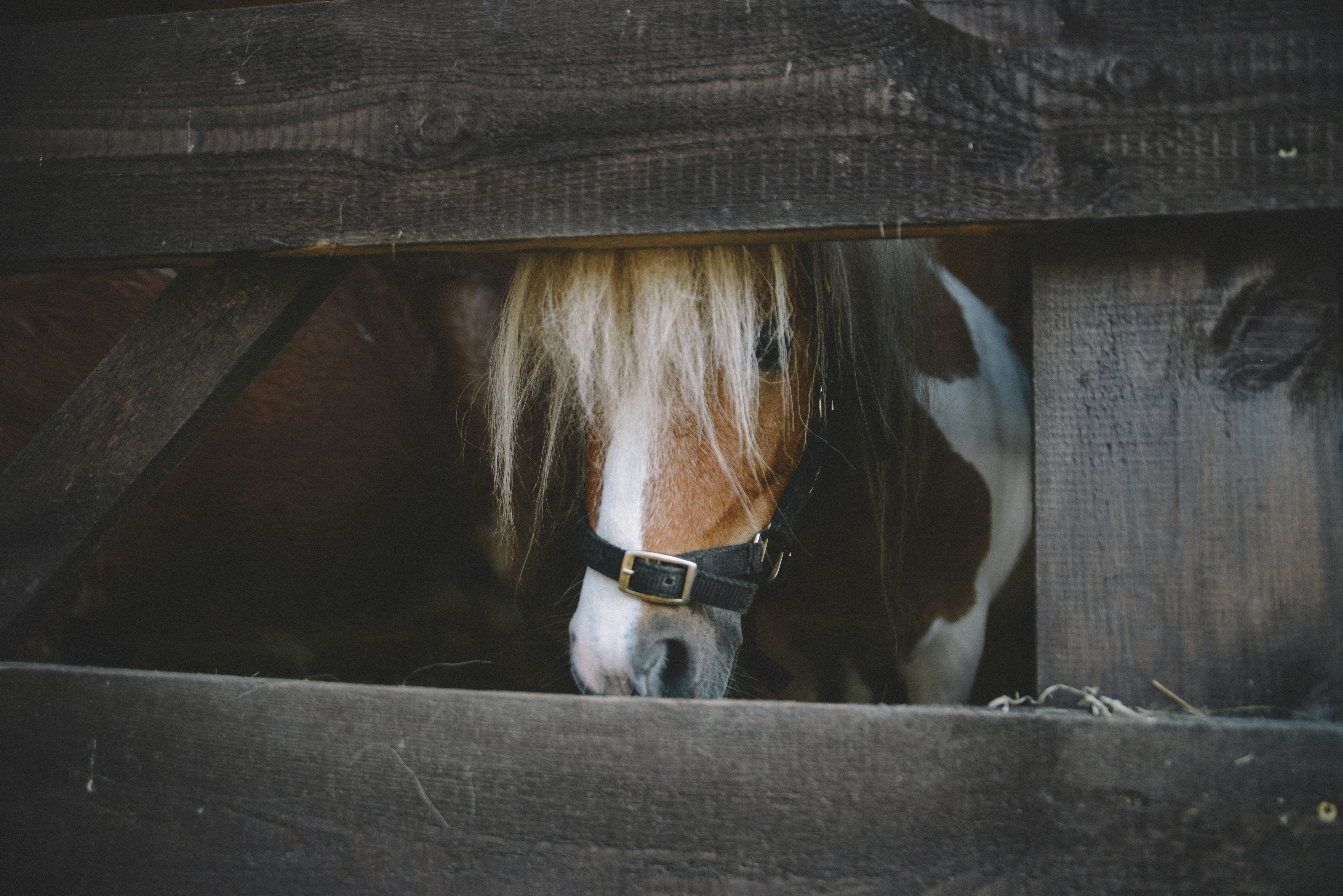 brown and white horse inside cage\