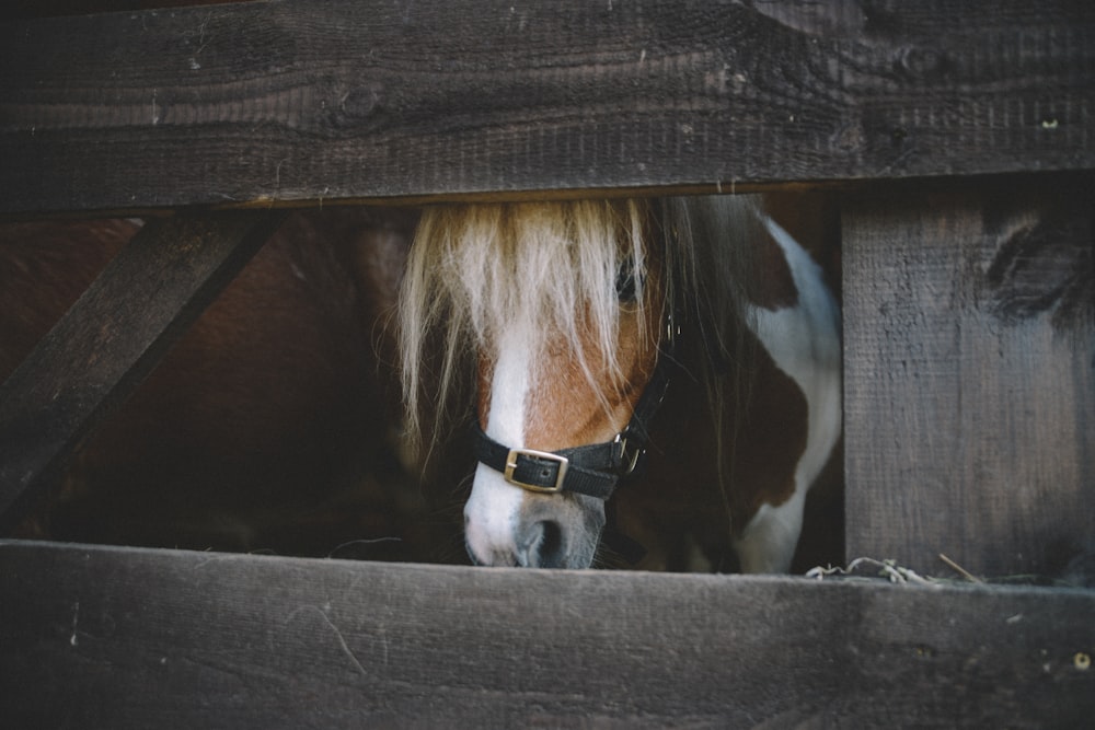 brown and white horse inside cage\
