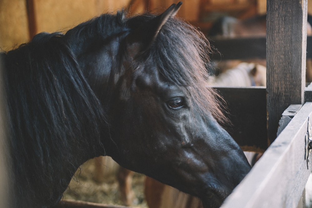 black horse in stable