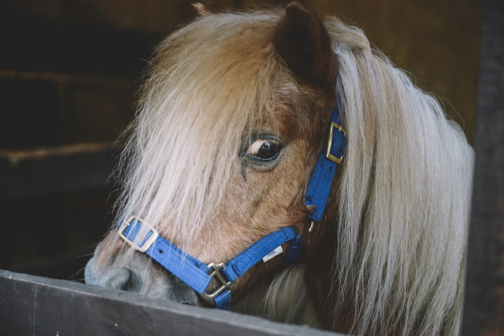 Cheval brun sur la photographie de mise au pointj