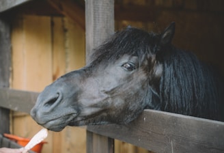 A dark brown horse with a long mane is sticking its head through a fence. It is being fed by an outstretched hand holding an ice cream cone. The setting appears to be a stable with wood-paneled walls in the background.