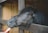 A dark brown horse with a long mane is sticking its head through a fence. It is being fed by an outstretched hand holding an ice cream cone. The setting appears to be a stable with wood-paneled walls in the background.