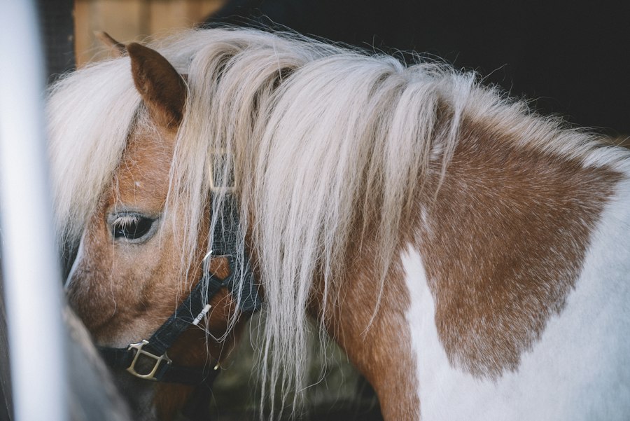 Leovet soins équins