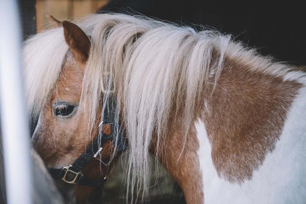 brown and white horse on focus photography