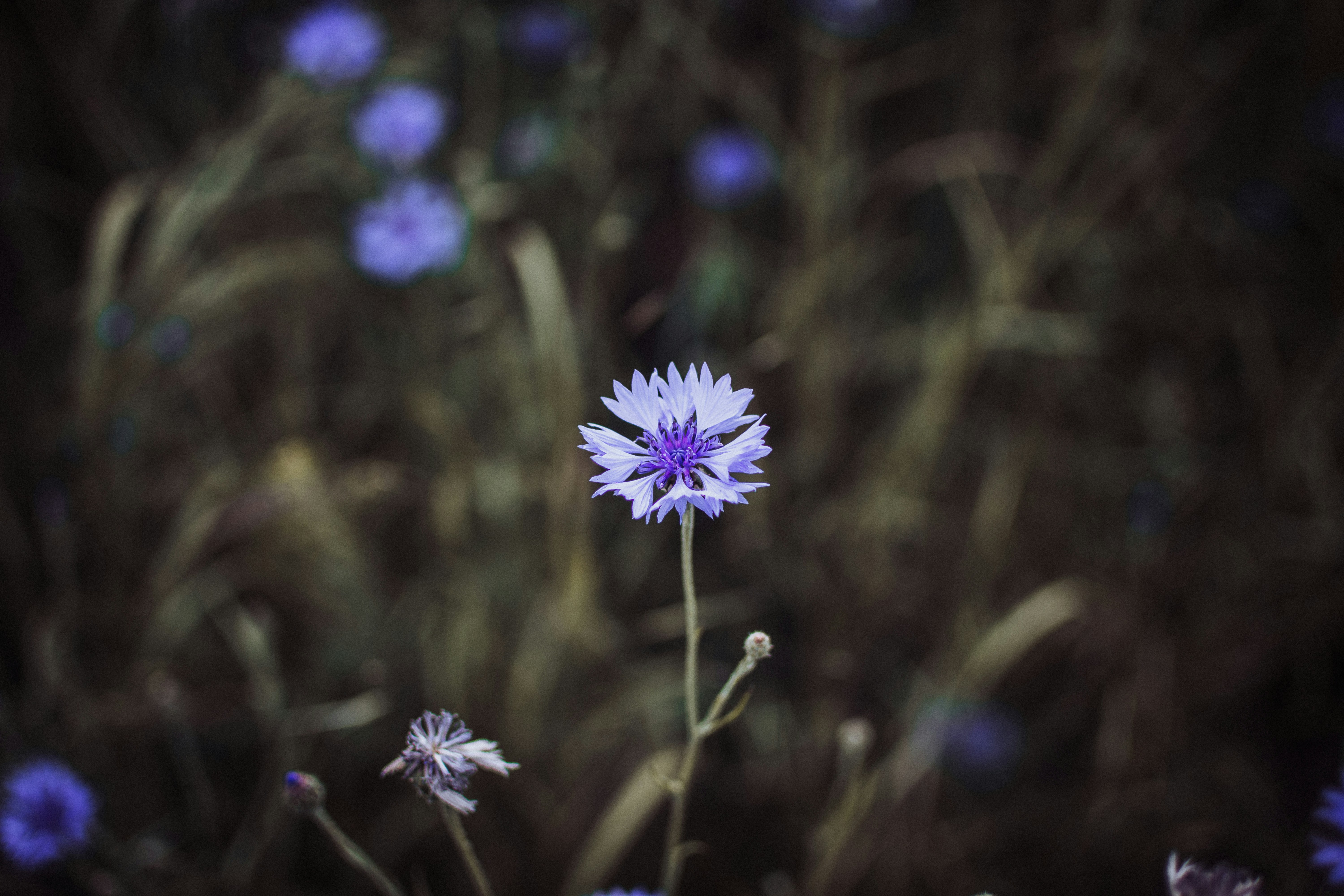 Photo by pablo_janusz