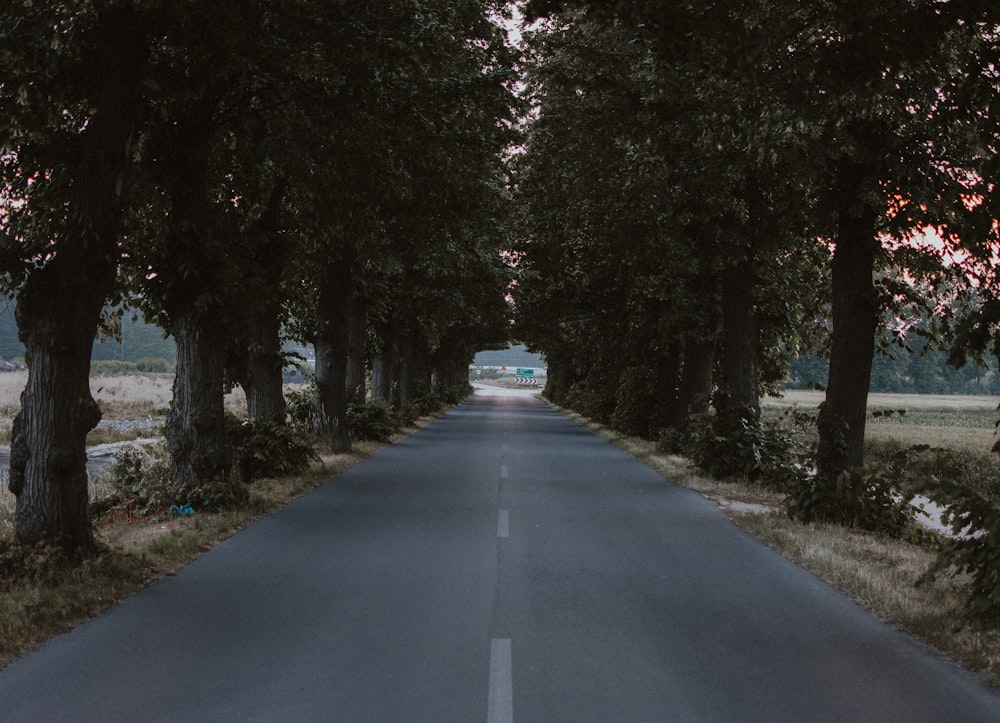 straight tree lined blacktop road