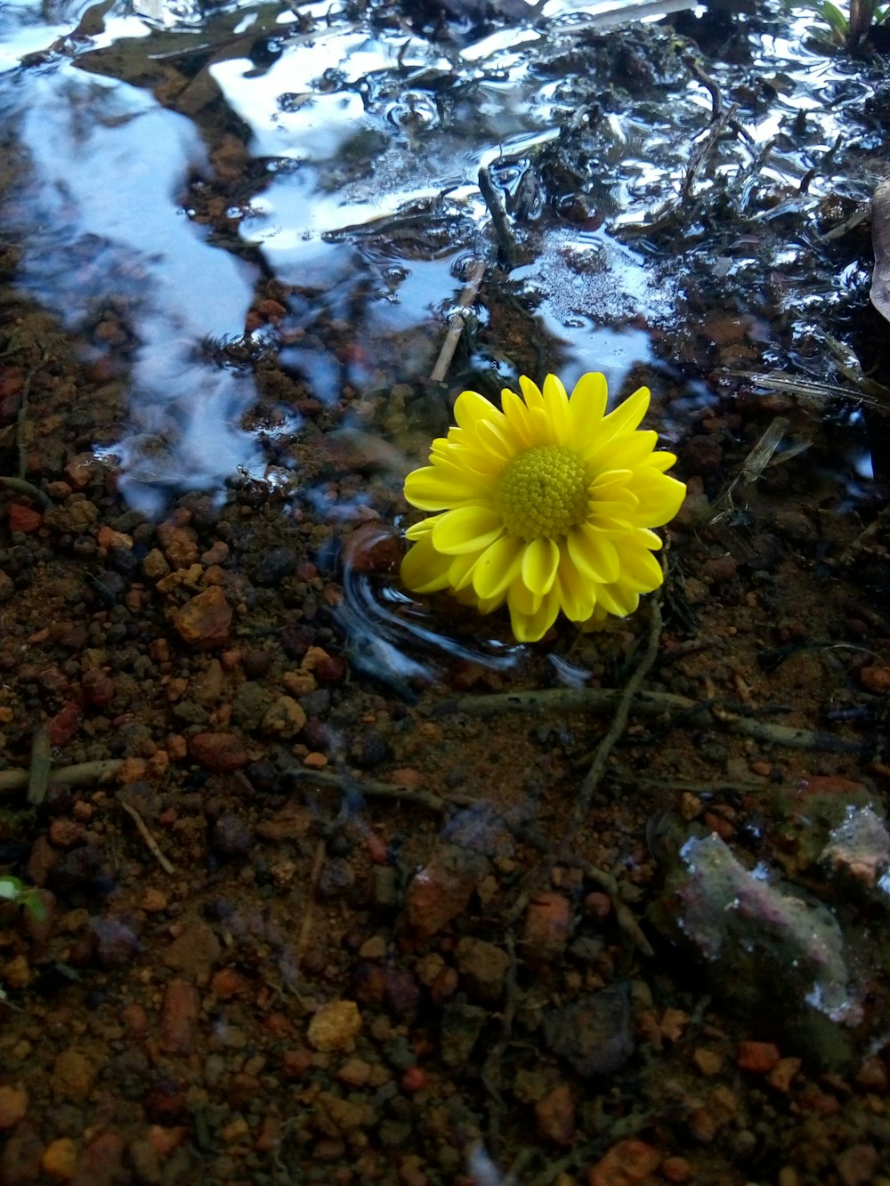 yellow petaled flower