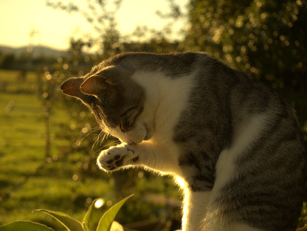 Graue Katze in der Nähe von Pflanzen