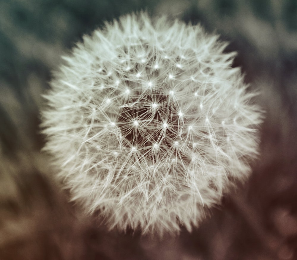 selective focus photo of dandelion flower