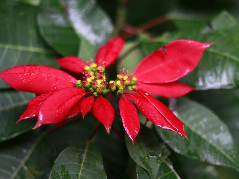 red and green poinsettia plant