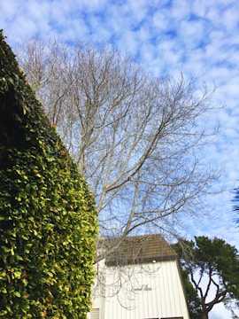 A tall bare tree with intricate branching patterns stands against a partly cloudy, blue sky. In the foreground, a dense hedge of green leaves contrasts with the tree. A white building with a sloped roof is partially visible, suggesting a suburban or park-like setting.