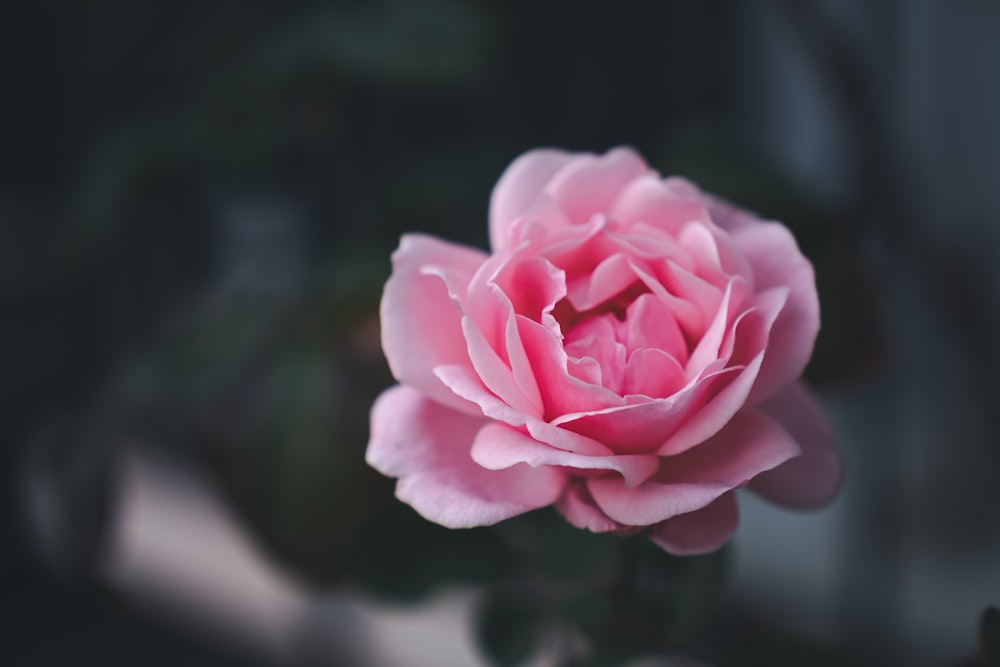 pink petaled flower