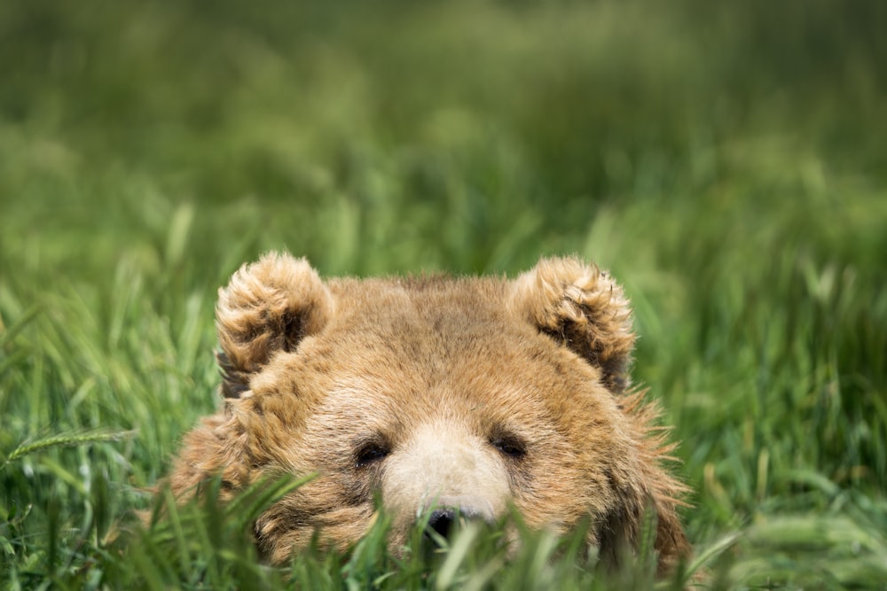 oso pardo escondido en la hierba verde