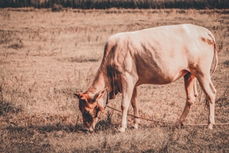 A light brown cow is grazing in a grassy field, tethered with a rope. The scene is set in a rural, open area with dry grass and a soft, earthy color palette.