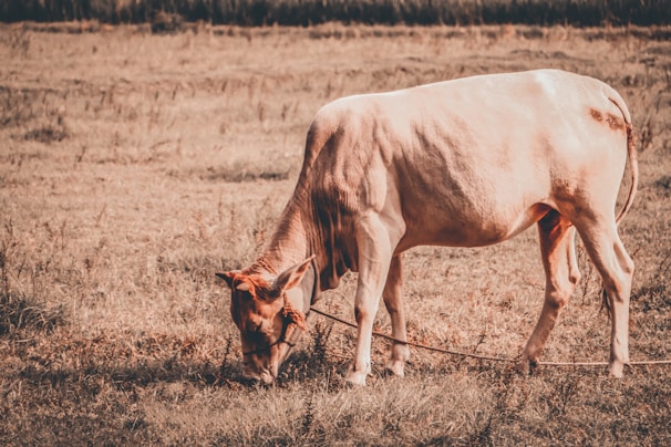 A light brown cow is grazing in a grassy field, tethered with a rope. The scene is set in a rural, open area with dry grass and a soft, earthy color palette.