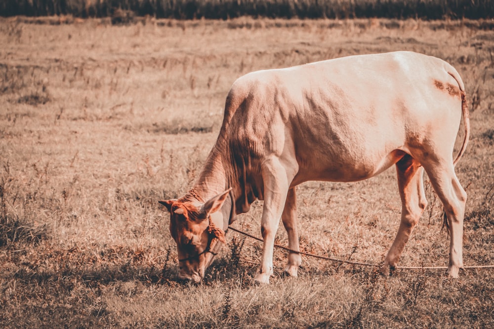 cattle eating on grass fiekd