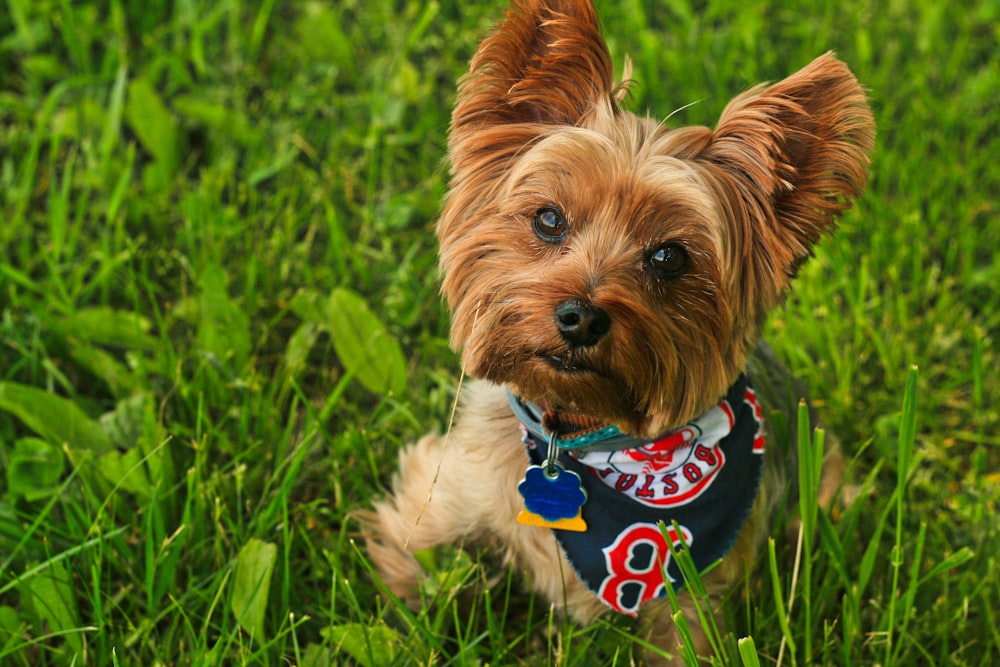 long-coated brown dog on grass