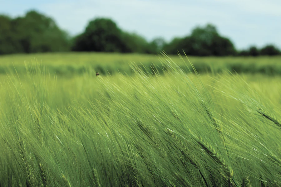 Wheat Grain