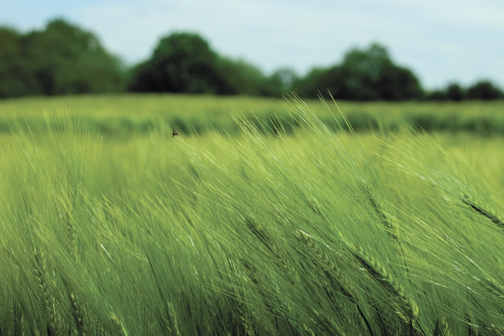 close-up photo of wheat