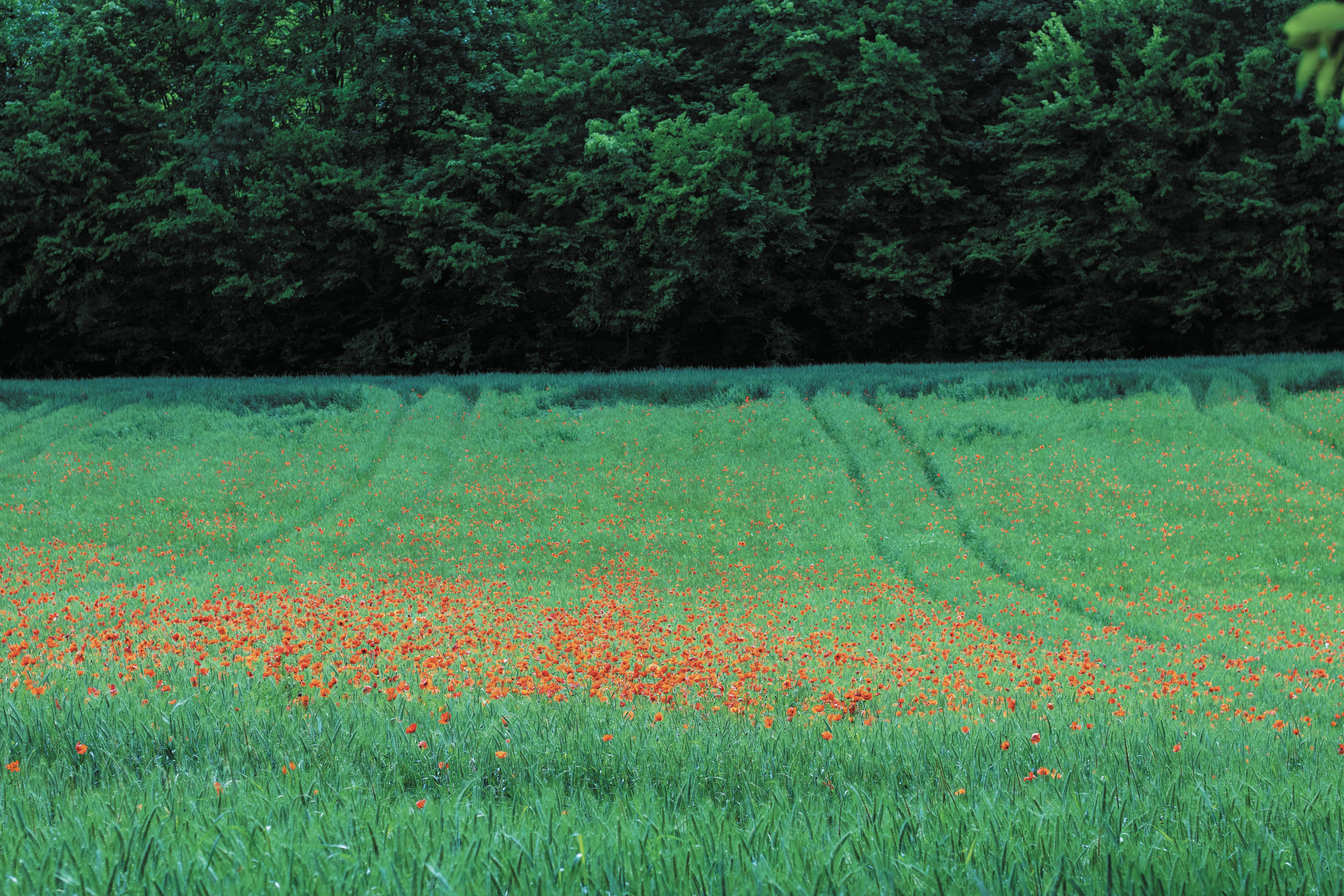 green grass field at daytime