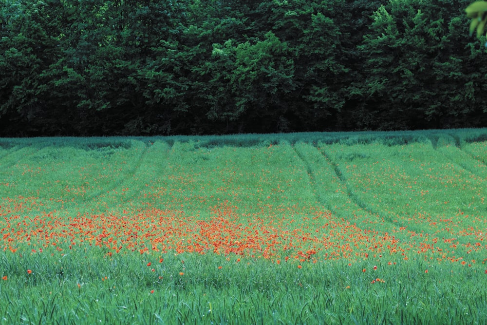 green grass field at daytime