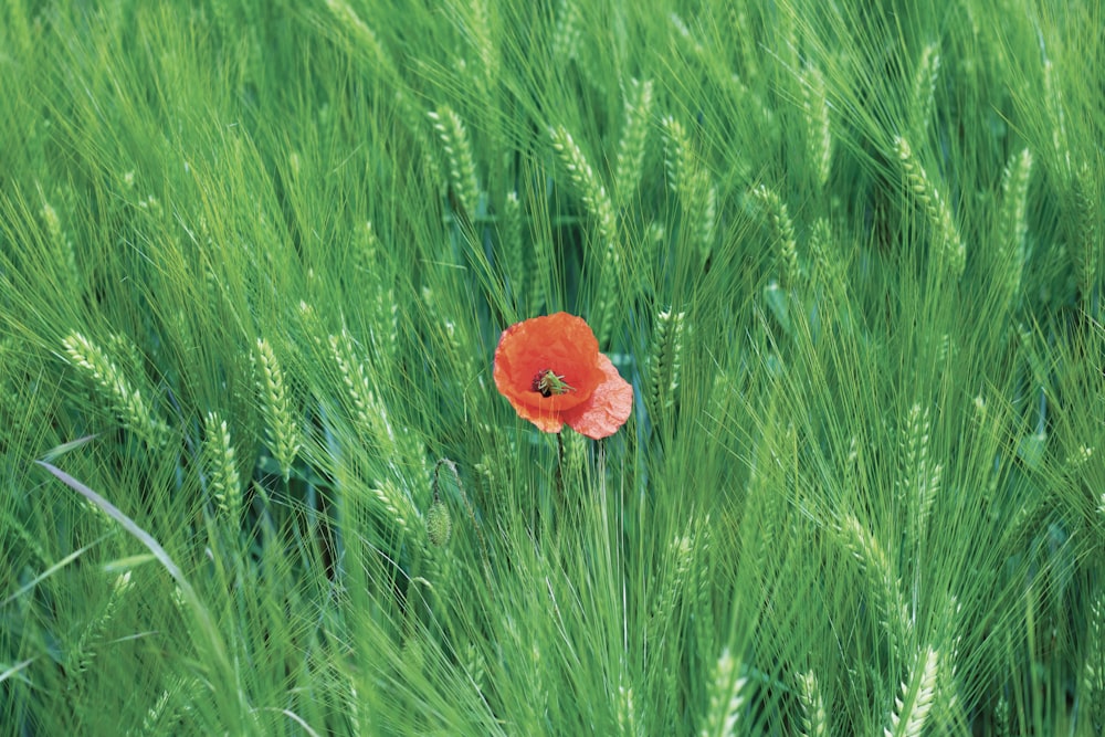 orange flower surrounded with green grass