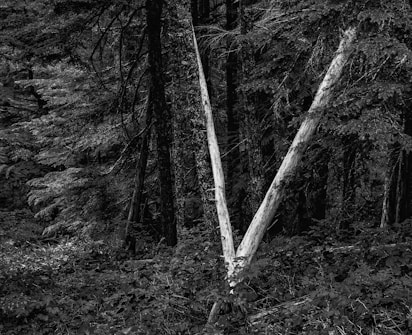 A black and white photograph featuring a dense forest with tall trees. The focal point is a V-shaped tree, standing out against the dark backdrop of surrounding foliage. The undergrowth is thick with leaves and vegetation, adding depth to the landscape.