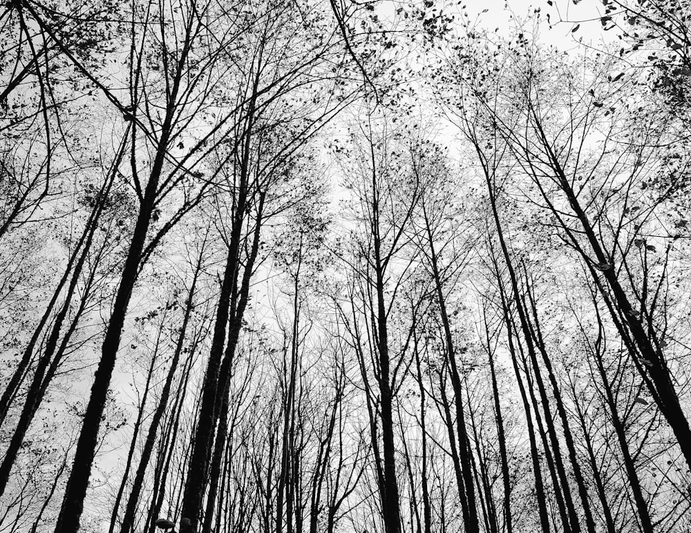 silhouette of tree during daytime