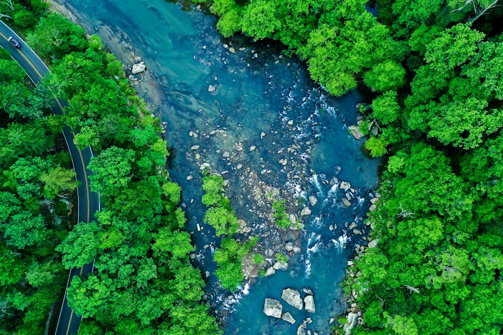 top-view photography of body of water and tree during daytime