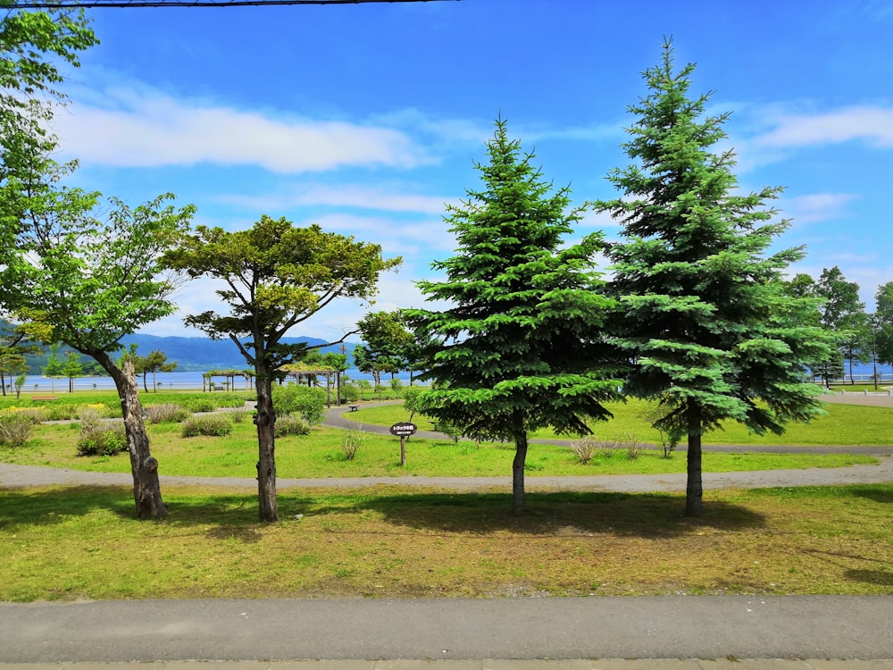 green-leafed trees