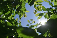 Sunlight filtering through lush green plants in a peaceful natural setting.