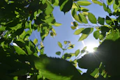 Peaceful setting of a natural Ayurveda clinic with sunlight filtering through greenery.
