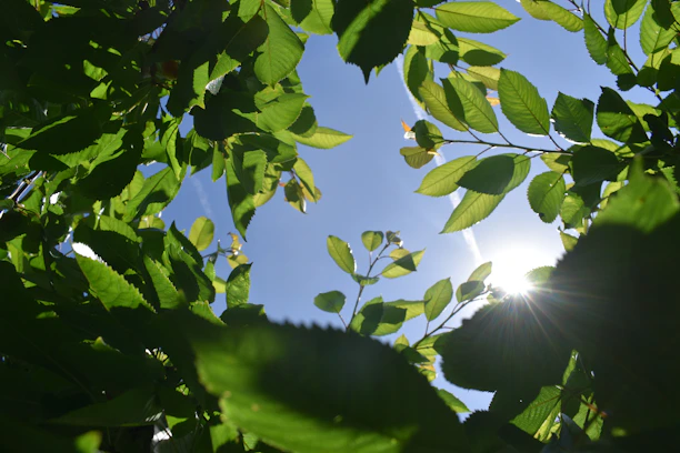 Soft sunlight filtering through eucalyptus leaves onto a peaceful meditation space.