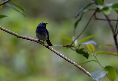 black and blue bird
