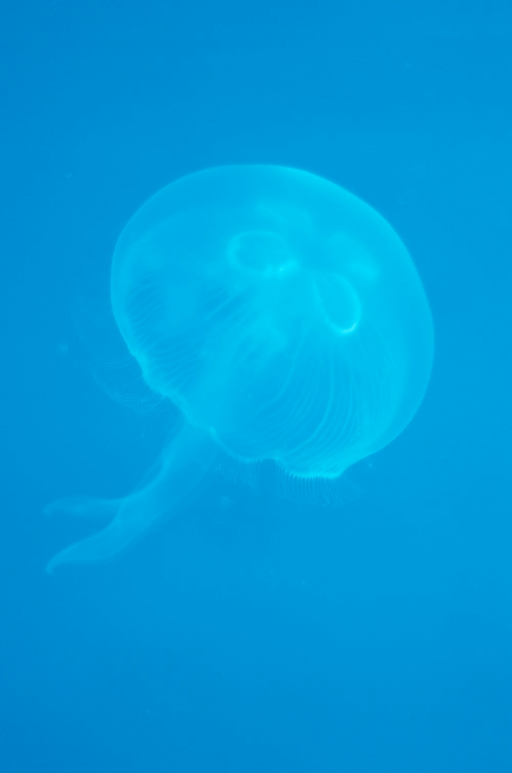 blue jellyfish illustration