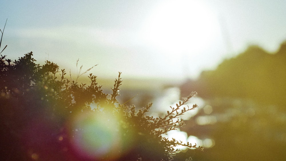 selective focus photo of green plants