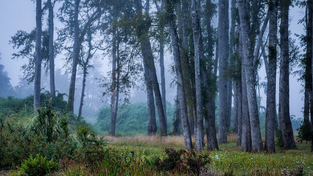 green trees under gray sky