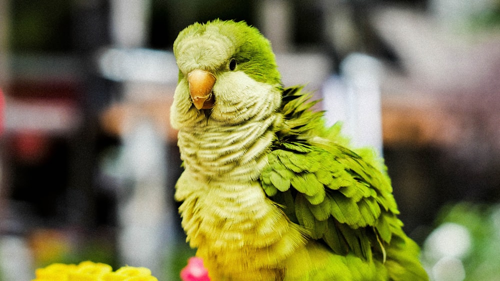 oiseau vert et jaune