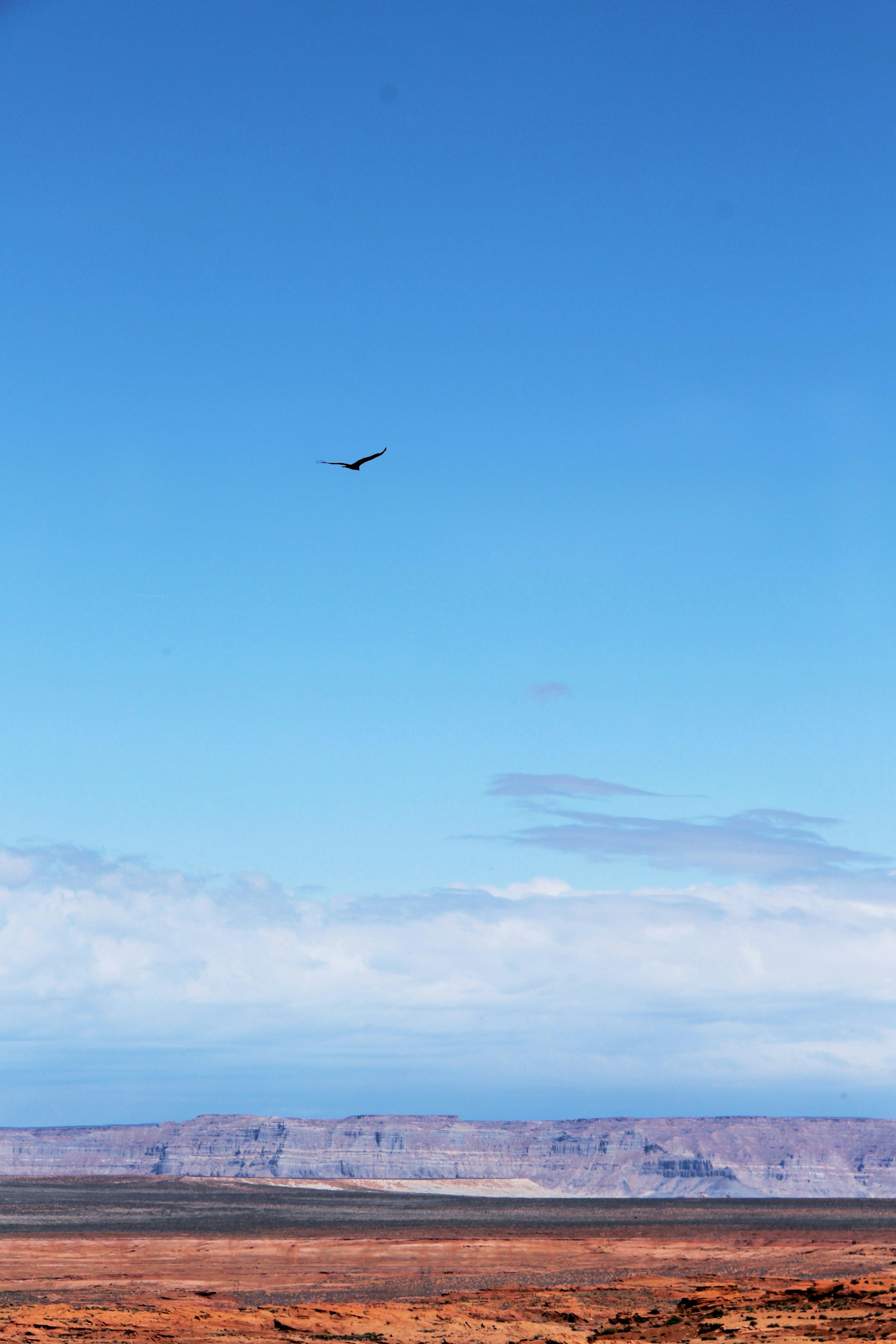 bird flying above ground during daytime