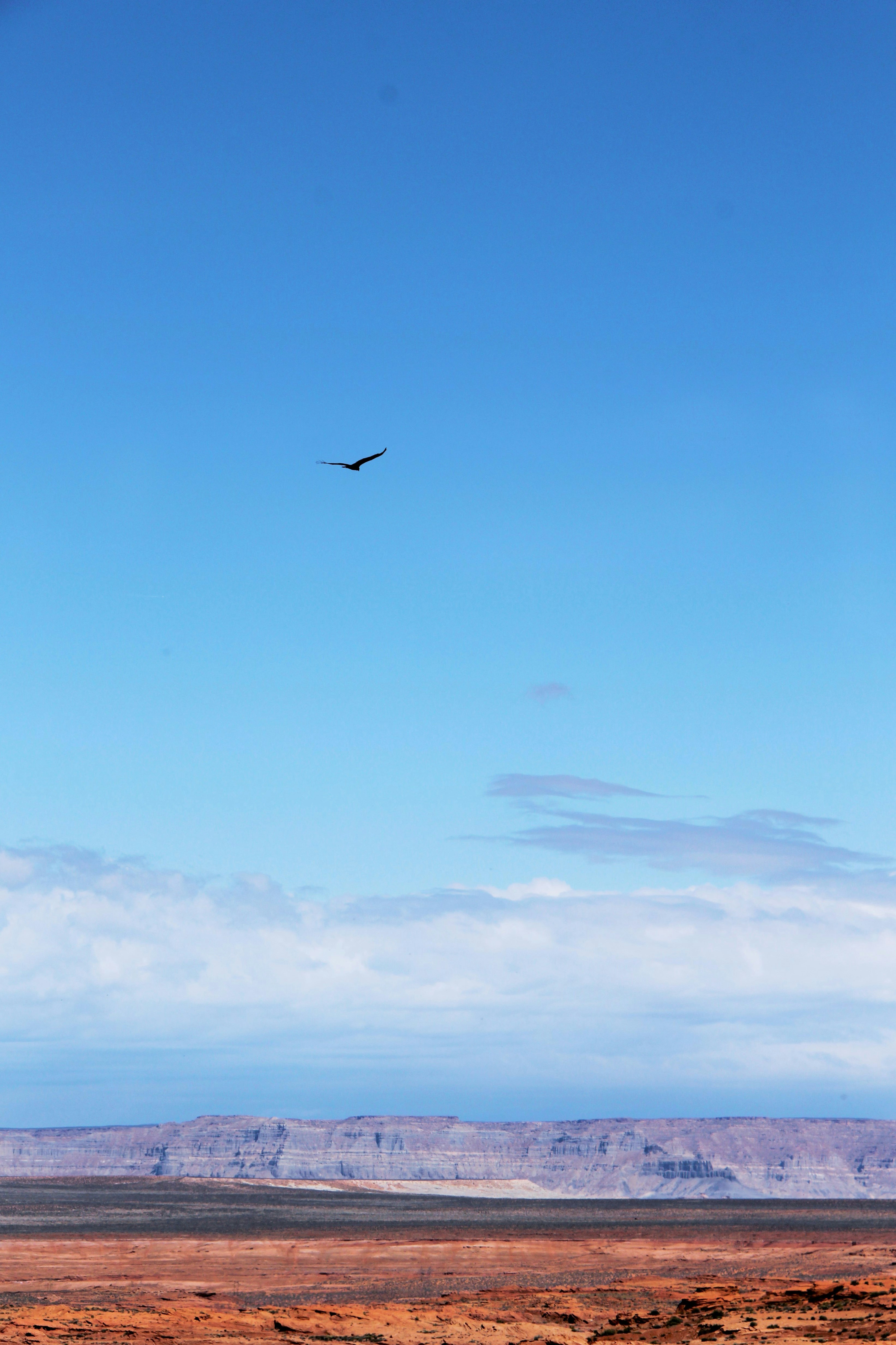 bird flying above ground during daytime