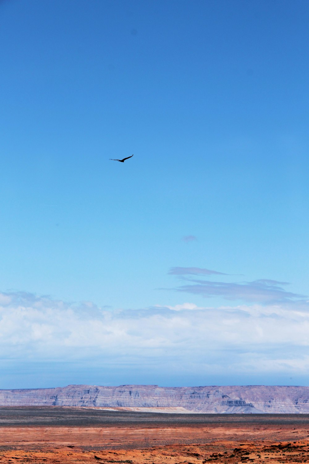 bird flying above ground during daytime