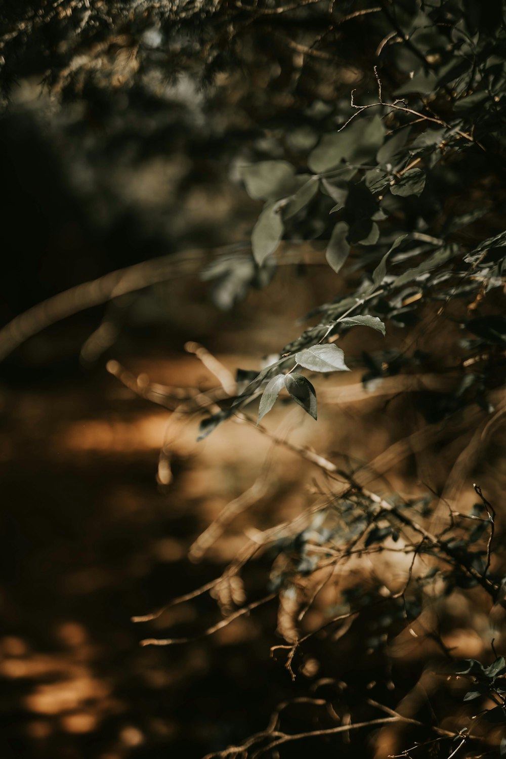 brown leaf plant