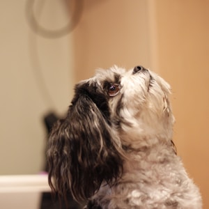 adult black and white shih tzu on selective focus photography