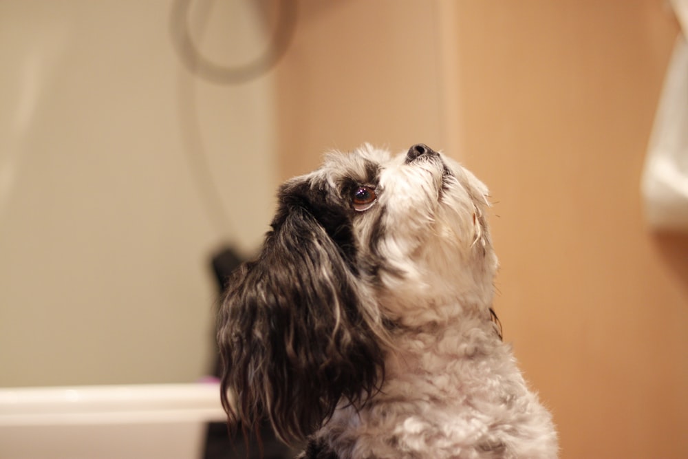adult black and white shih tzu on selective focus photography