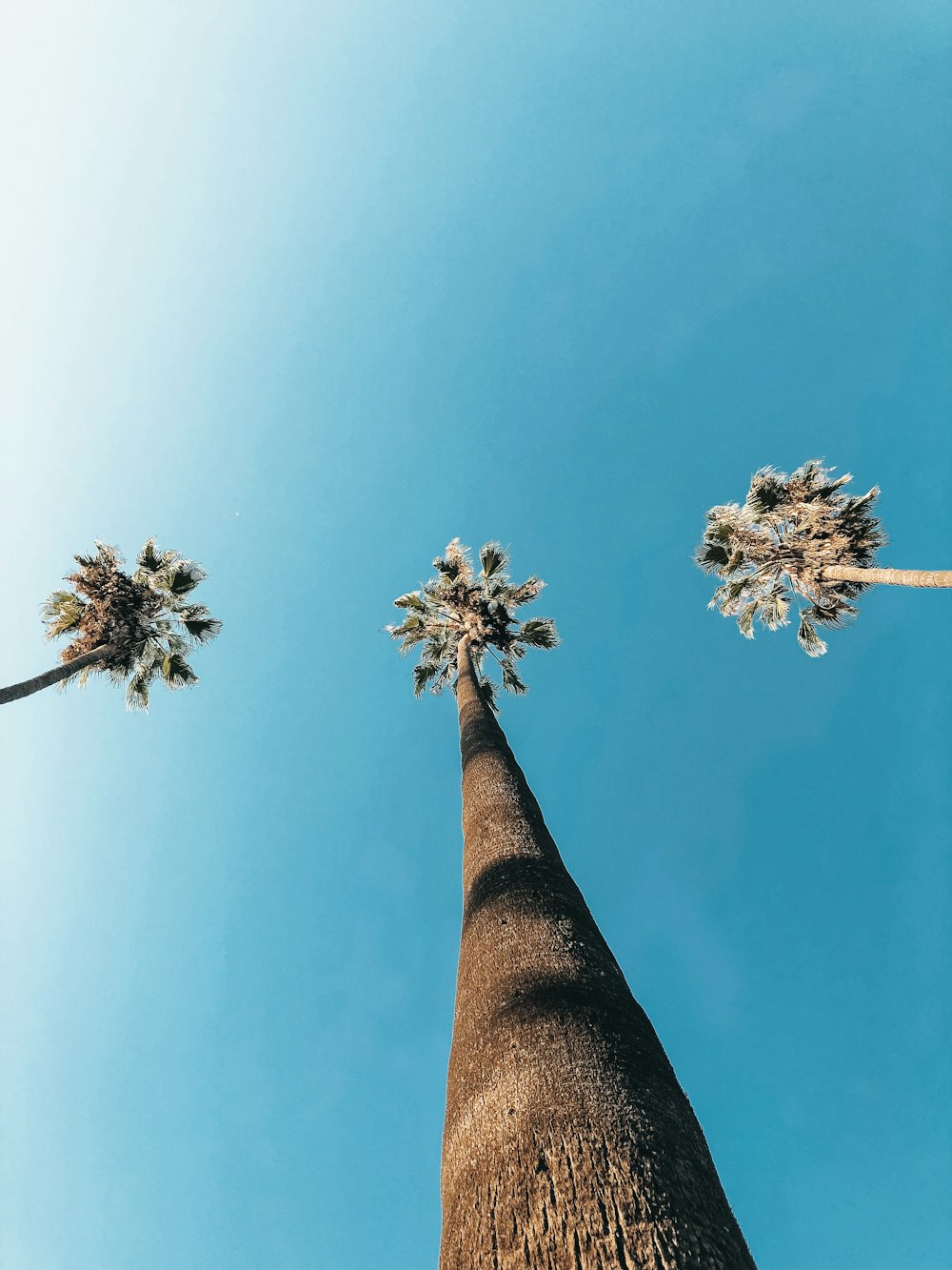 low-angle photo of brown tree