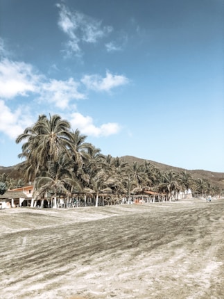 A scenic beach landscape featuring a long row of palm trees on the sandy shore. The sky is clear with a few clouds, and there are some buildings partially visible behind the trees.