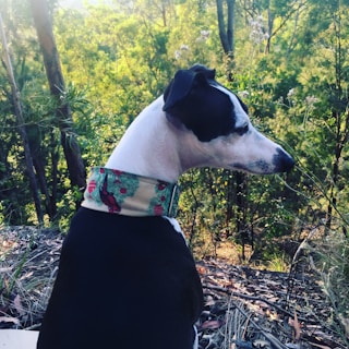 A black and white dog with a colorful collar sits amidst a lush green forest. The sun filters through the trees, creating a serene and natural atmosphere.