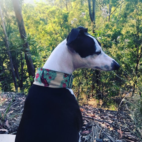 A black and white dog with a colorful collar sits amidst a lush green forest. The sun filters through the trees, creating a serene and natural atmosphere.